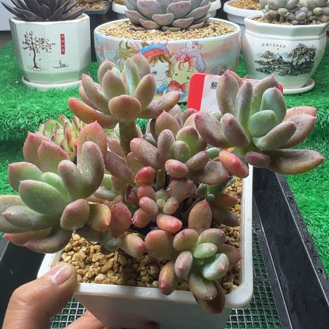 解忧多肉植物编号39