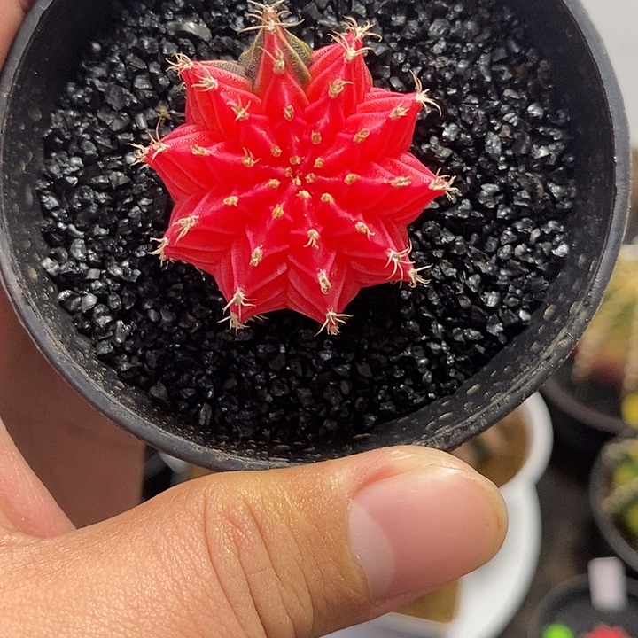 精品米哈——元旦福利1