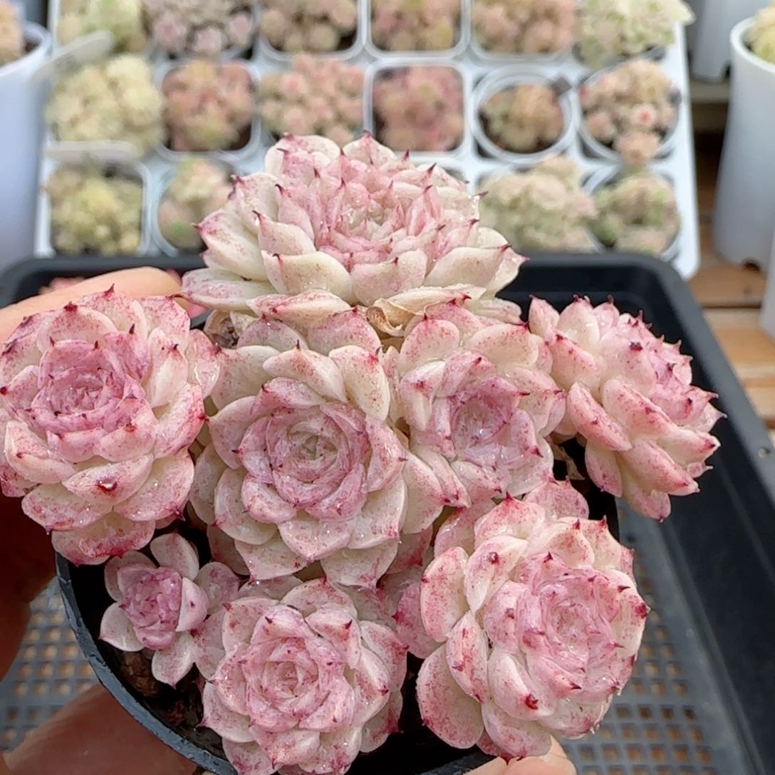 【闪购商品】0213-4小魔仙优选