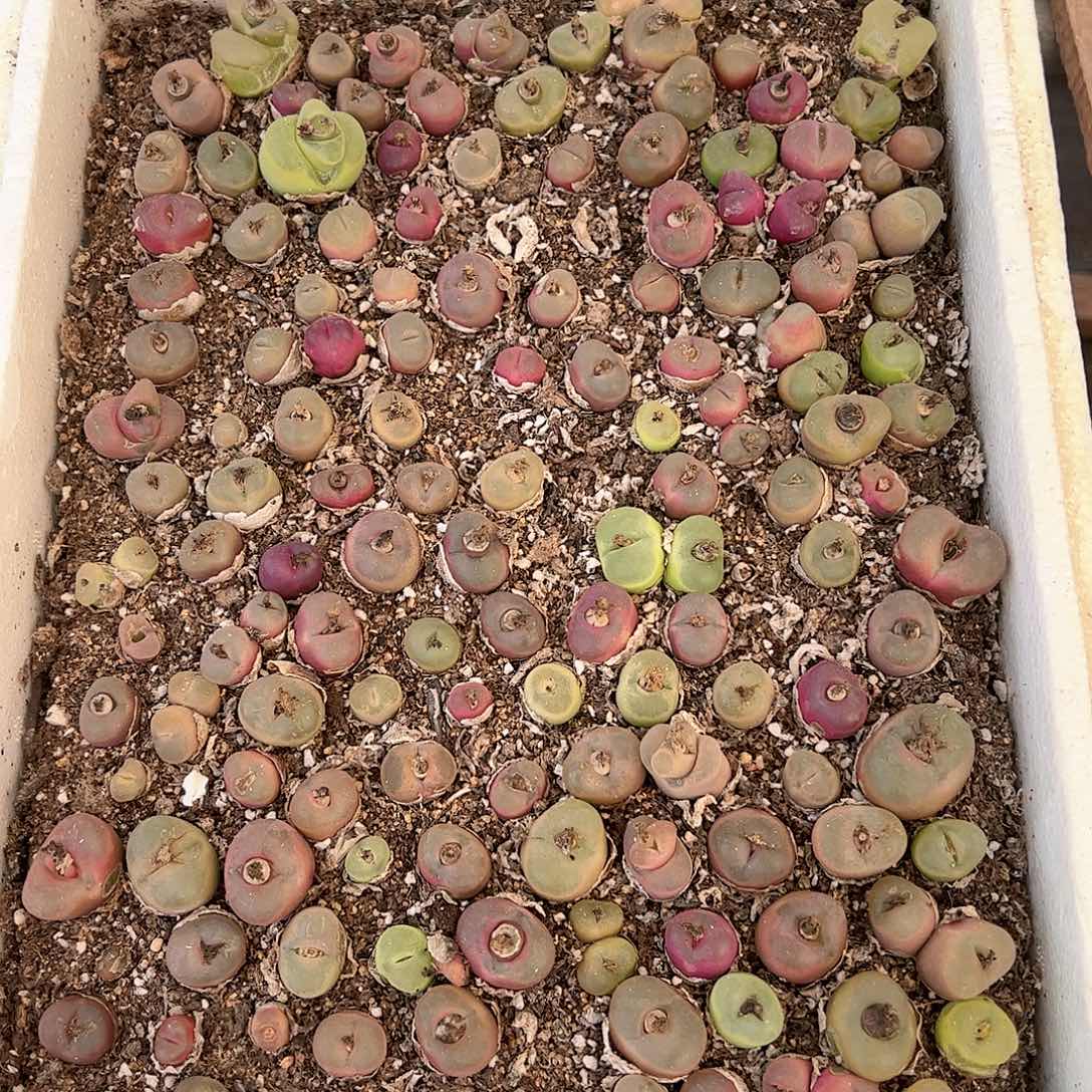 【闪购商品】母本毛 带箱发货