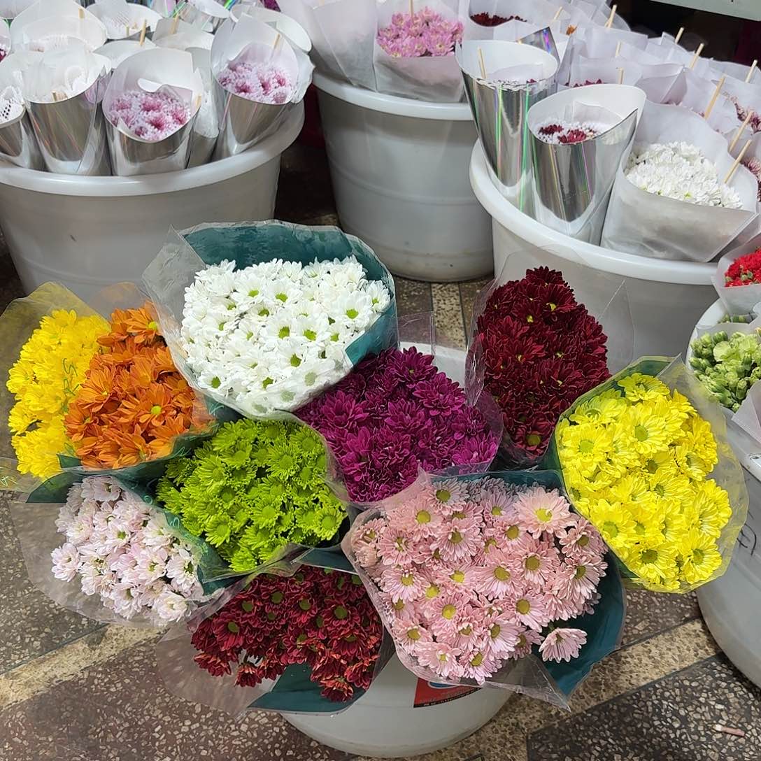 花努力 绿心 10色拼 dy