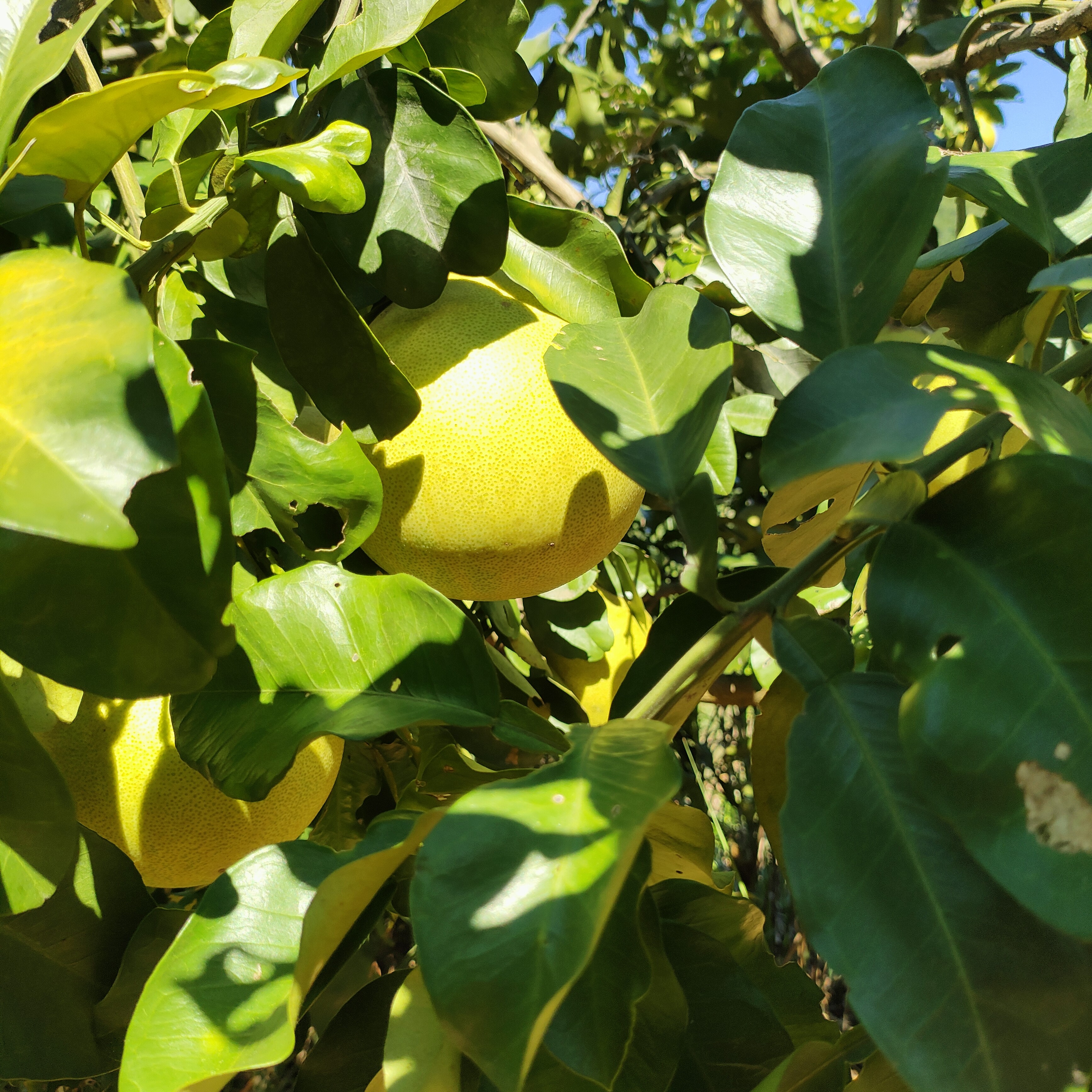 江西本地蜜柚当季新鲜水果果肉饱满汁水充沛