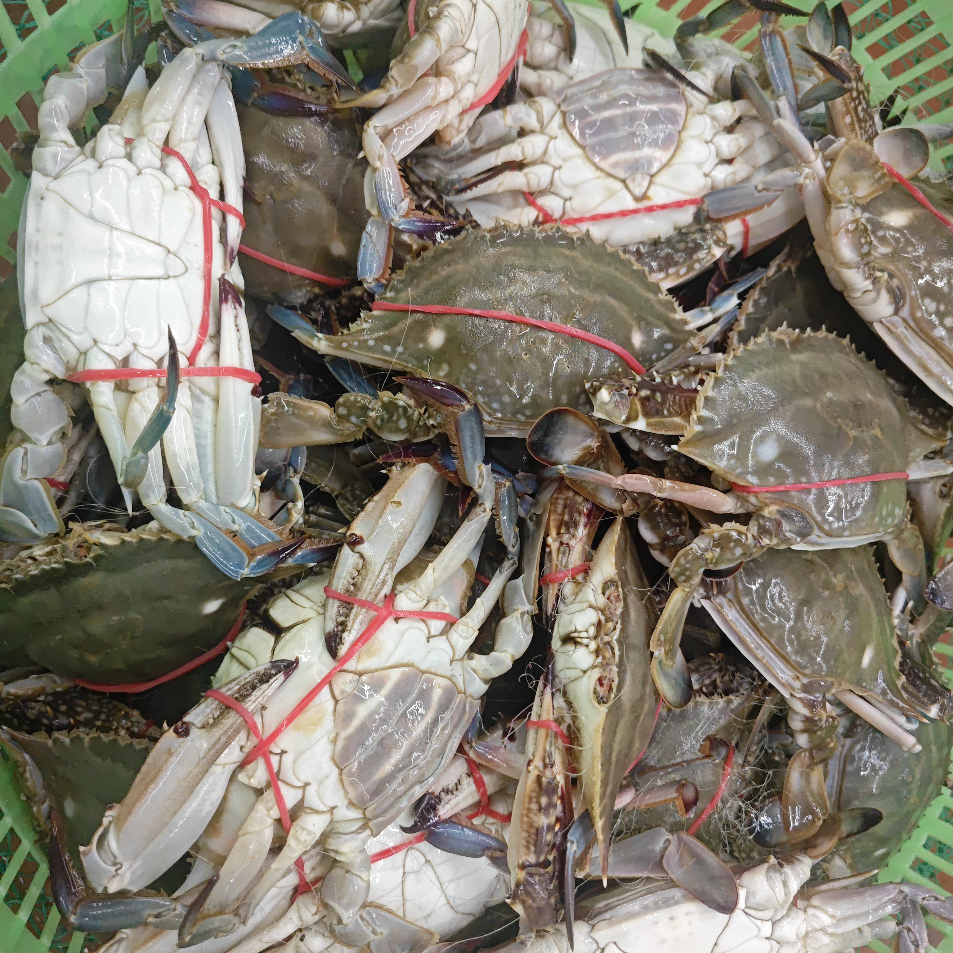 【保鲜不保活】-本地梭子蟹(5-10成肉)多斤可选-15只左右-单只规格3两左右梭子蟹同城