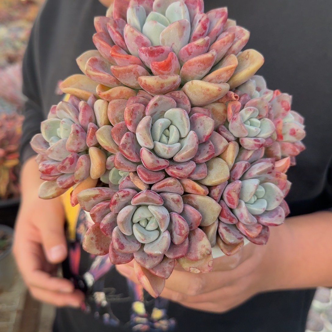 花瓣鹿整装多头群生