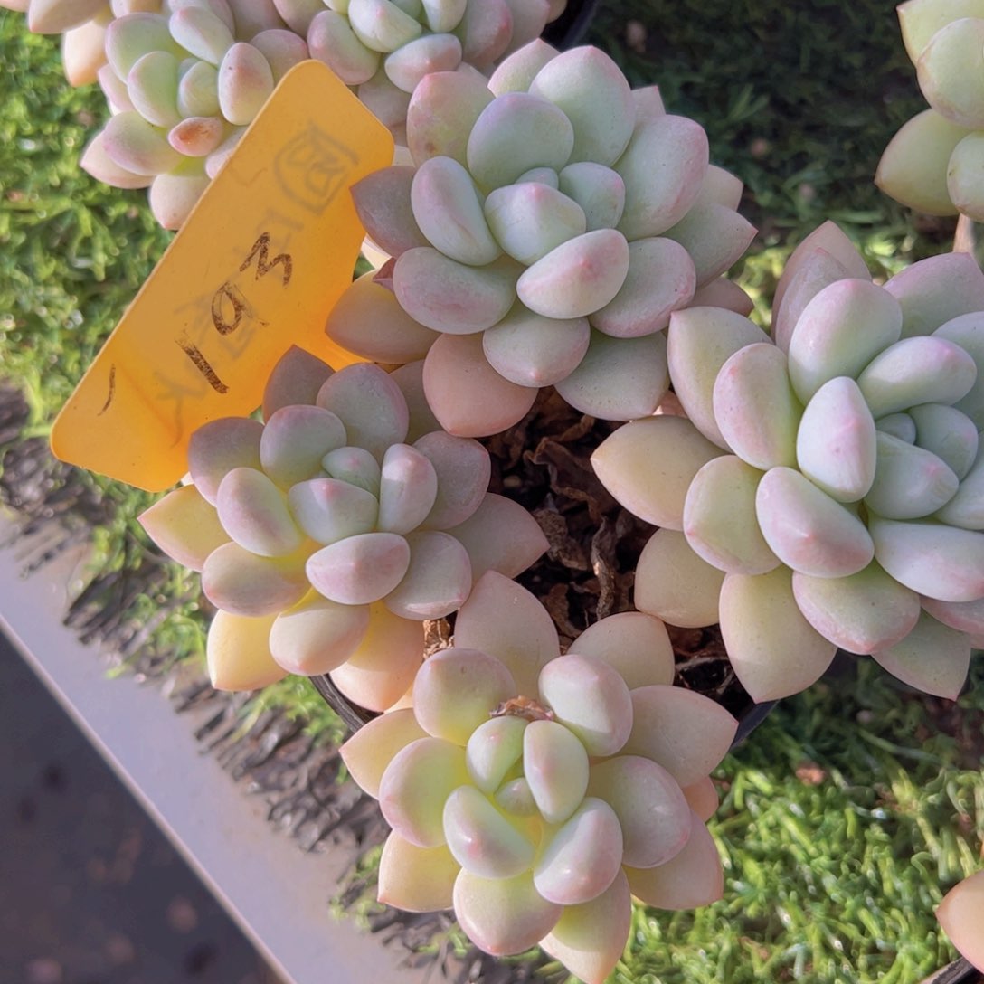 香玉的故事是一个人的故事