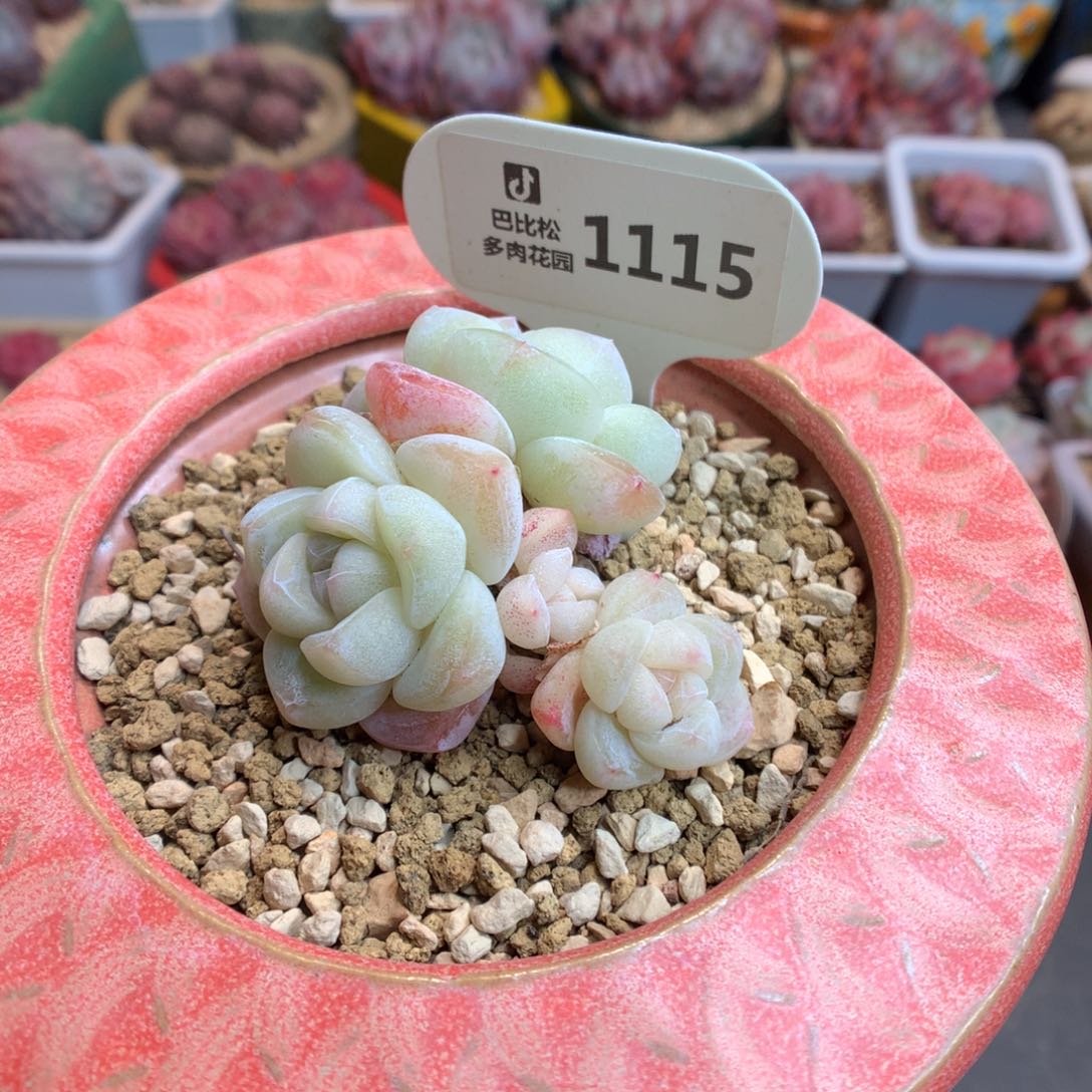 1115 白透心冰玉多肉