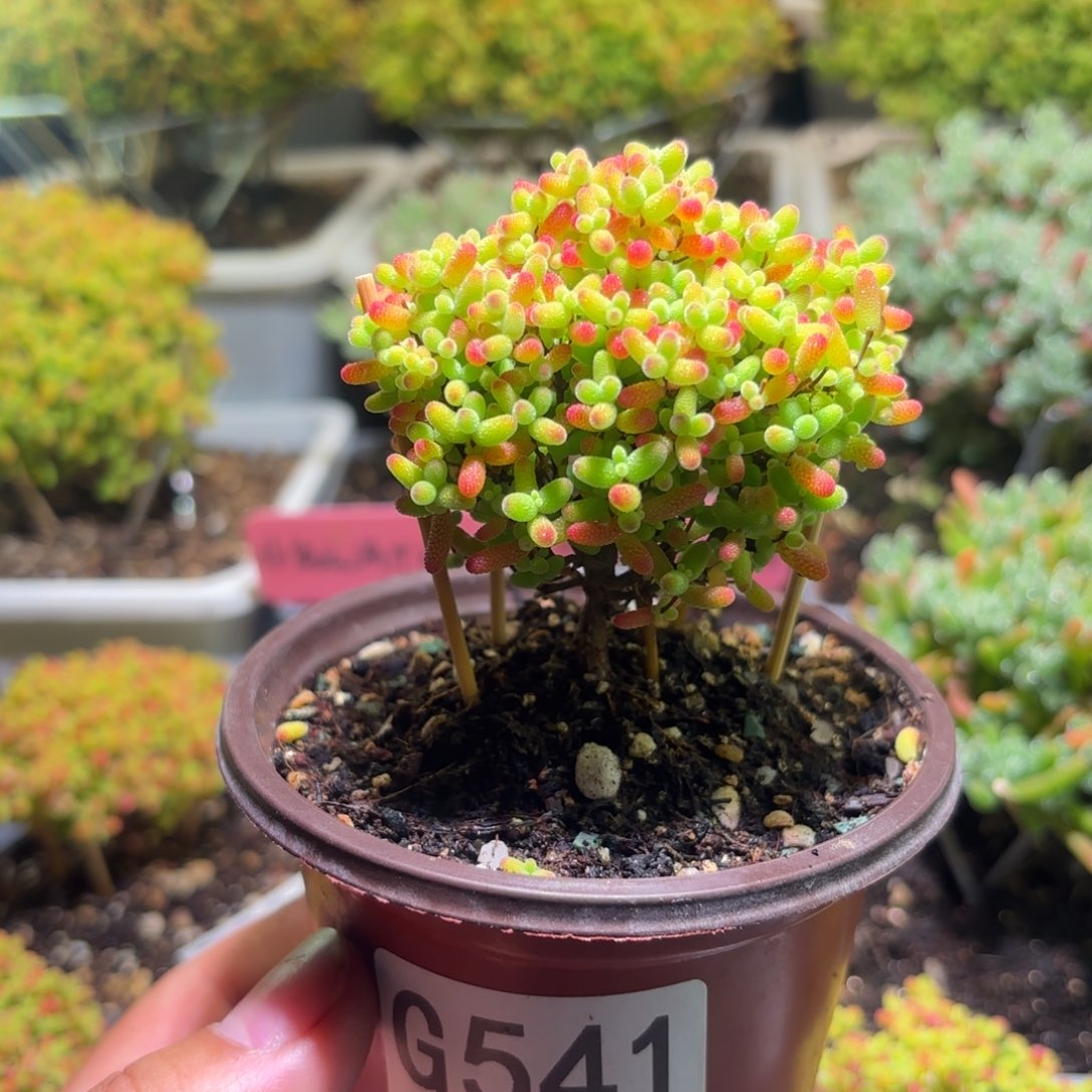 枝干番杏密橘糖球G541