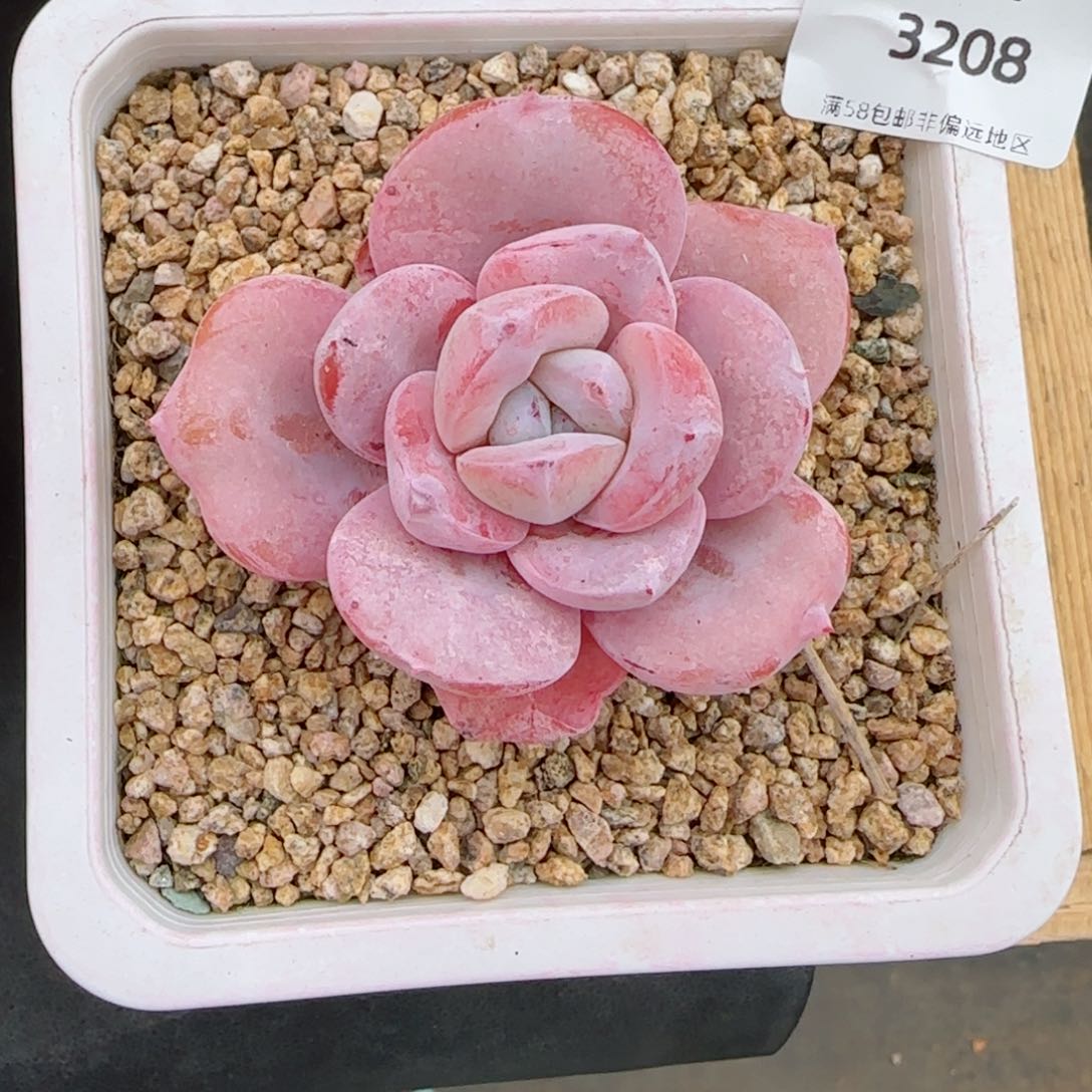 奶茶，3208多肉植物