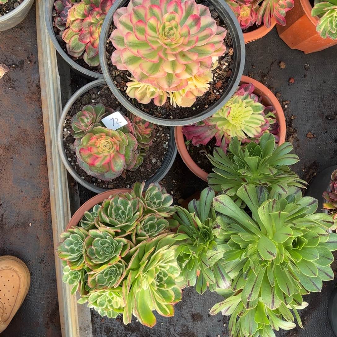 云南多肉植物组拍