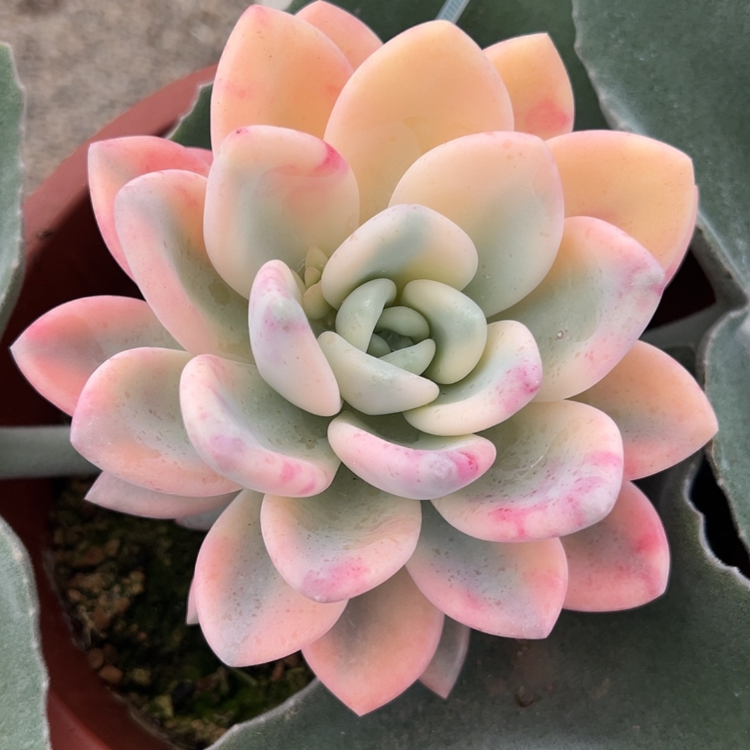 奥普锦嫁接多肉植物