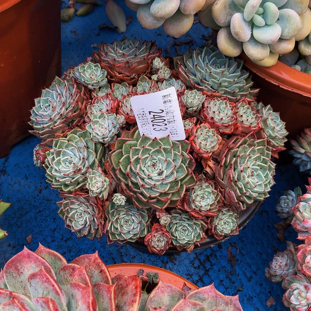 桃***言    沙罗姬牡丹多肉24023