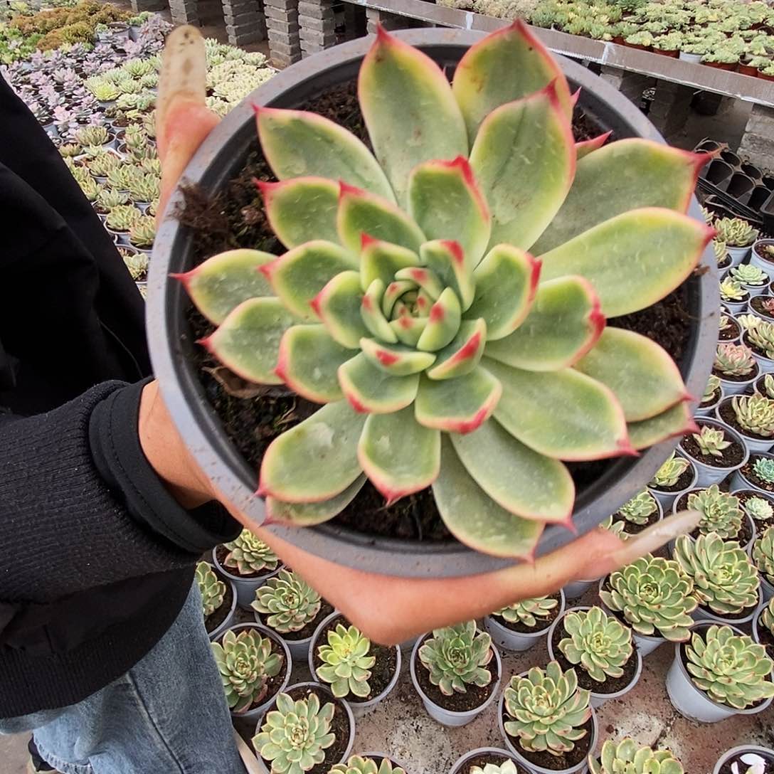 桃花锦锦锦锦锦锦锦锦锦锦
