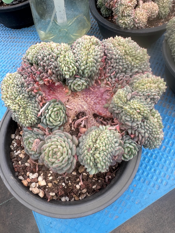 程成多肉植物白胖子缀化