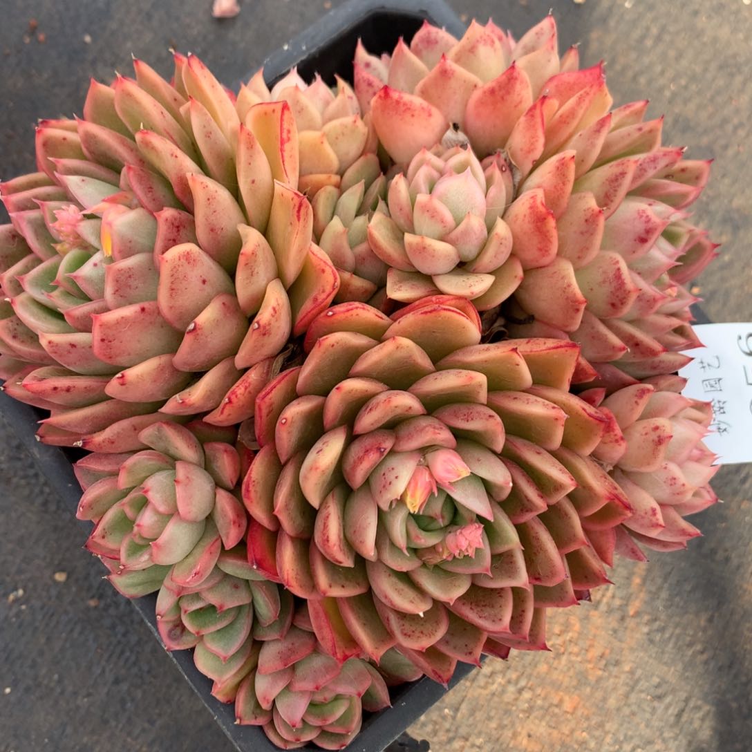 3056杂交精品基地14厘米的