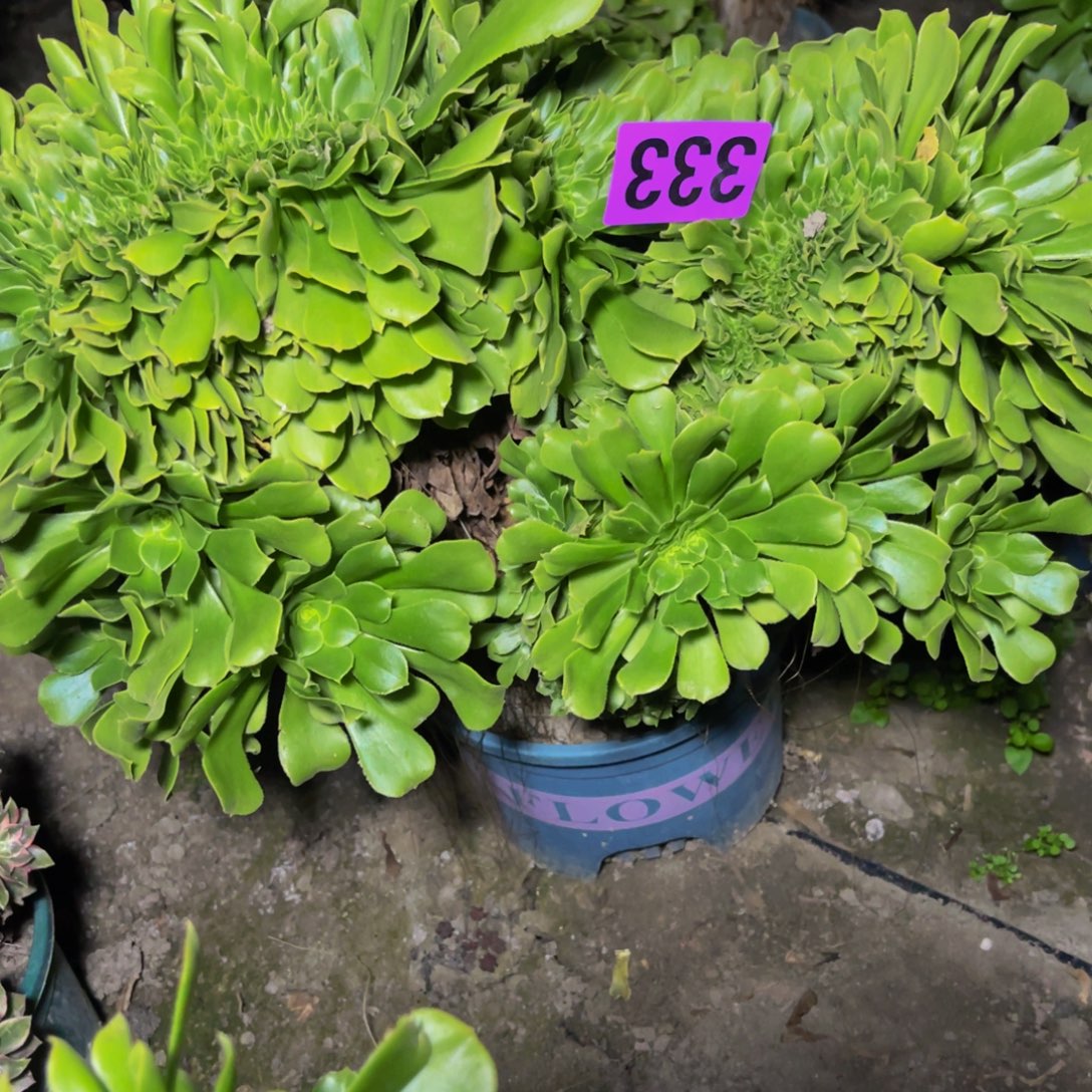 绿杨蓉28//57包邮