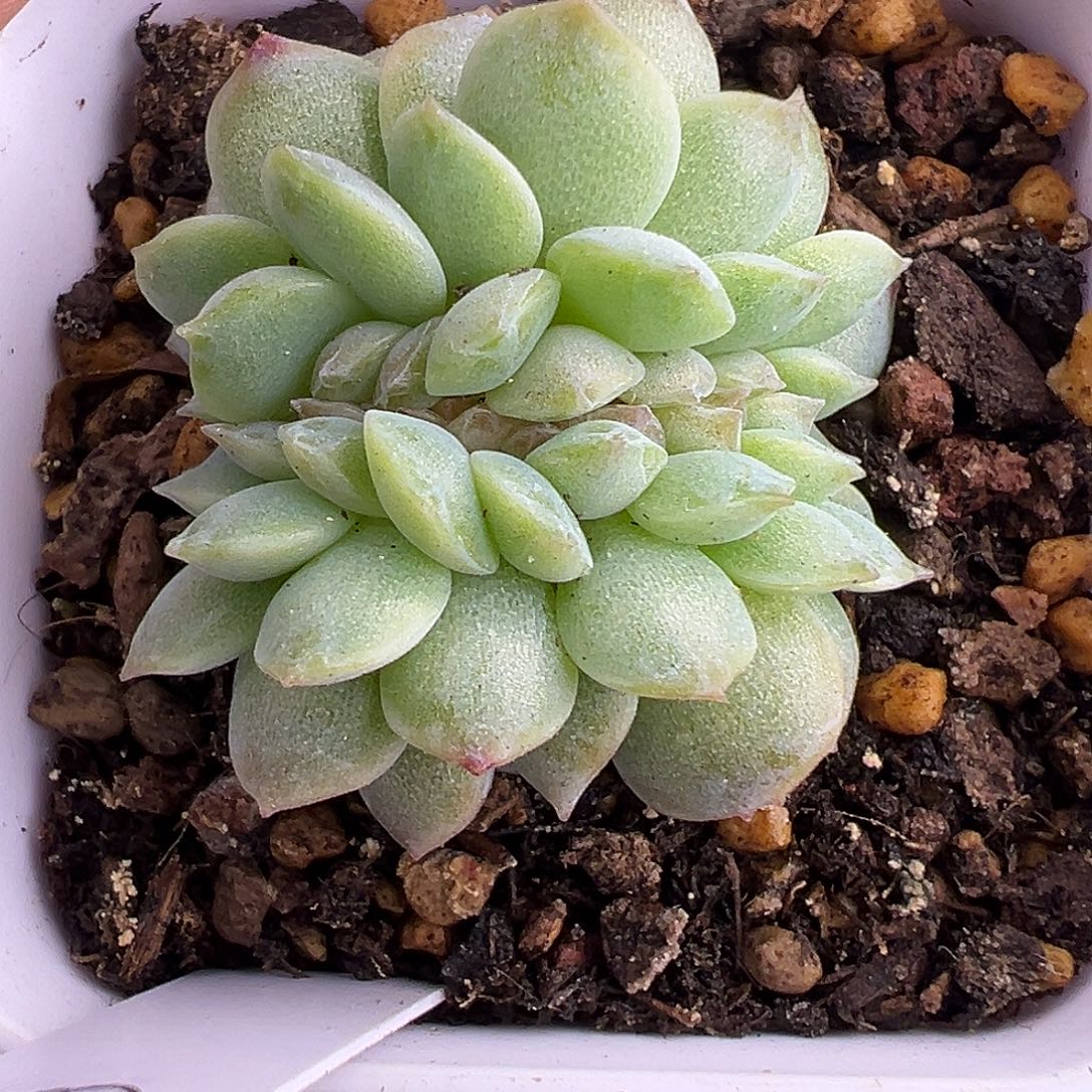 风花雪月缀化。    