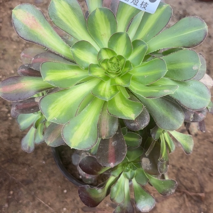 爱马仕中班多肉植物法师2850