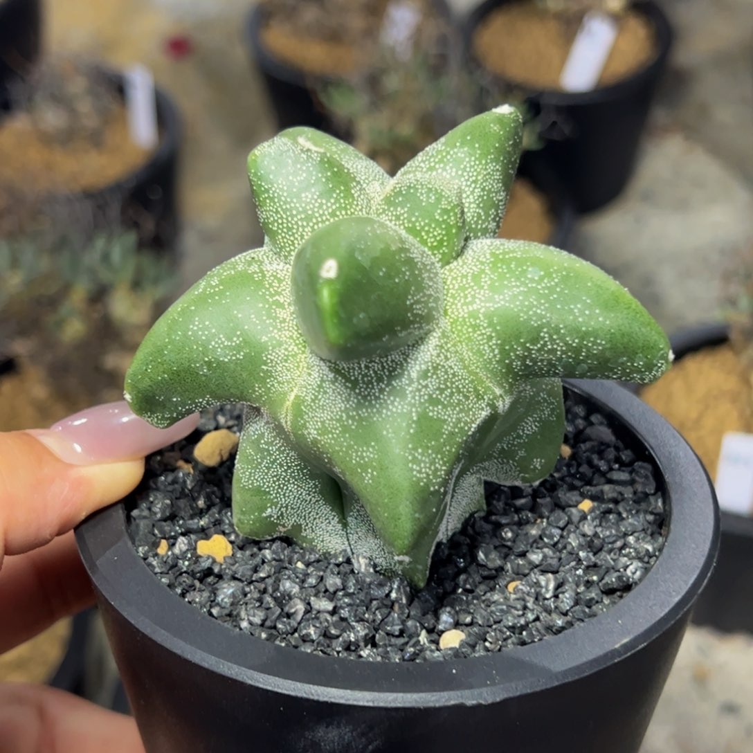 mmm麒麟角尤鸾凤玉实生