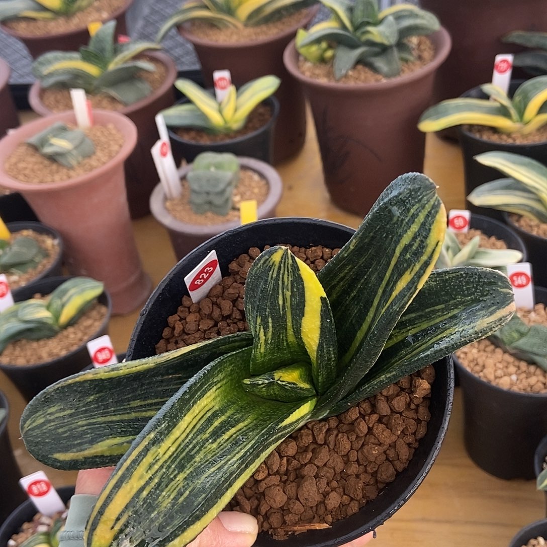 823卧牛转锦超敦实实生选拔带盆发货