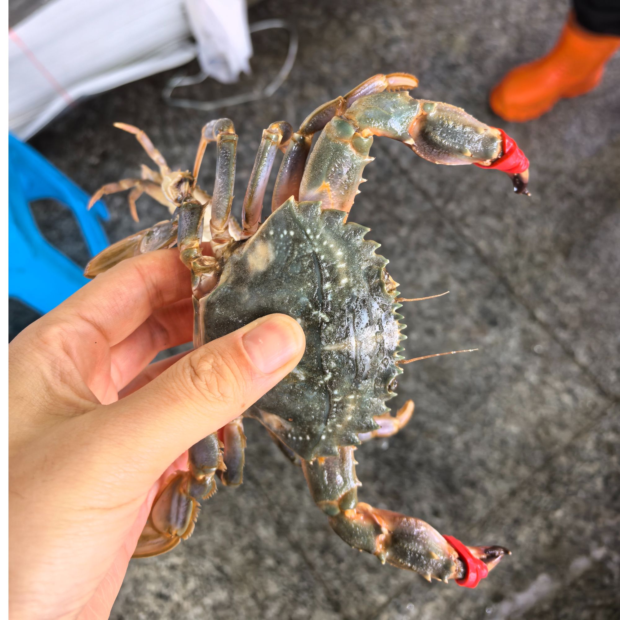 【保鲜不保活】丹东东港当地小船花盖蟹二斤装一斤12个左右