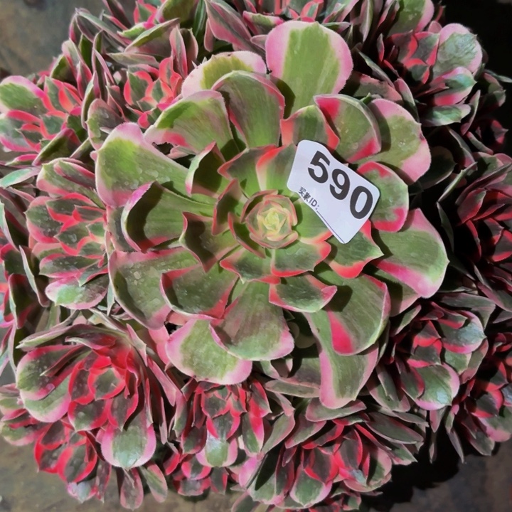 590布加迪多肉植物