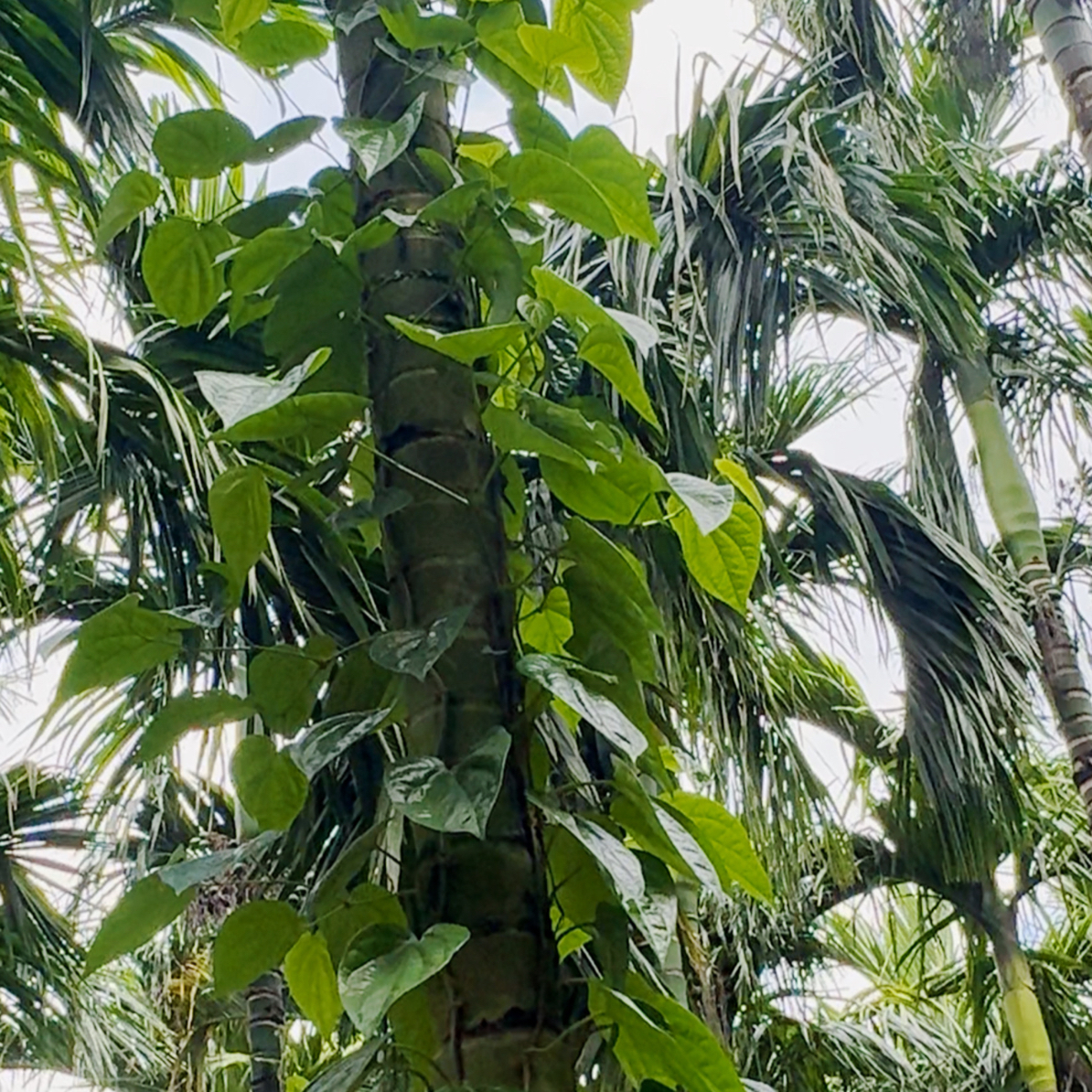 海南新鲜佬叶独立真空包装配贝壳粉和娄叶顺丰包邮