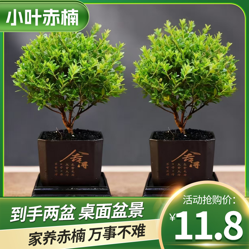 【小叶赤楠】（到手两盆）老桩盆景茶室绿植净化空气美观造型盆栽