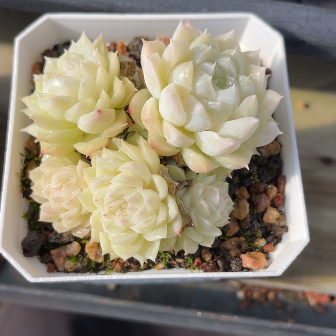 优选麦杆白底多肉1392