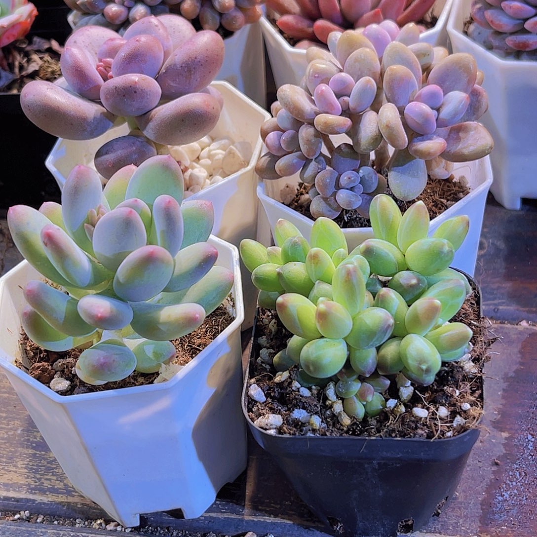 桃美人。桃蛋。千代田。苹果奶