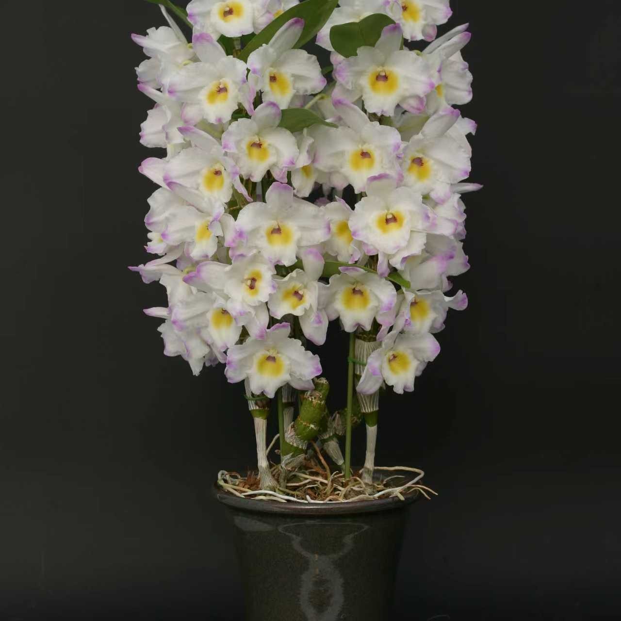 春石斛兰  直播间专用链接  通用链接  花香 花独特  一物一拍