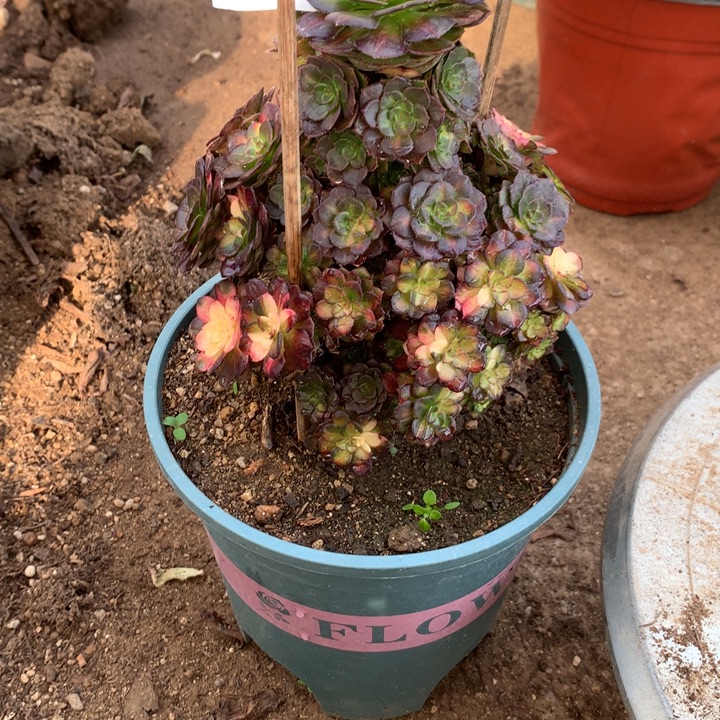 290海王七彩多肉植物特价