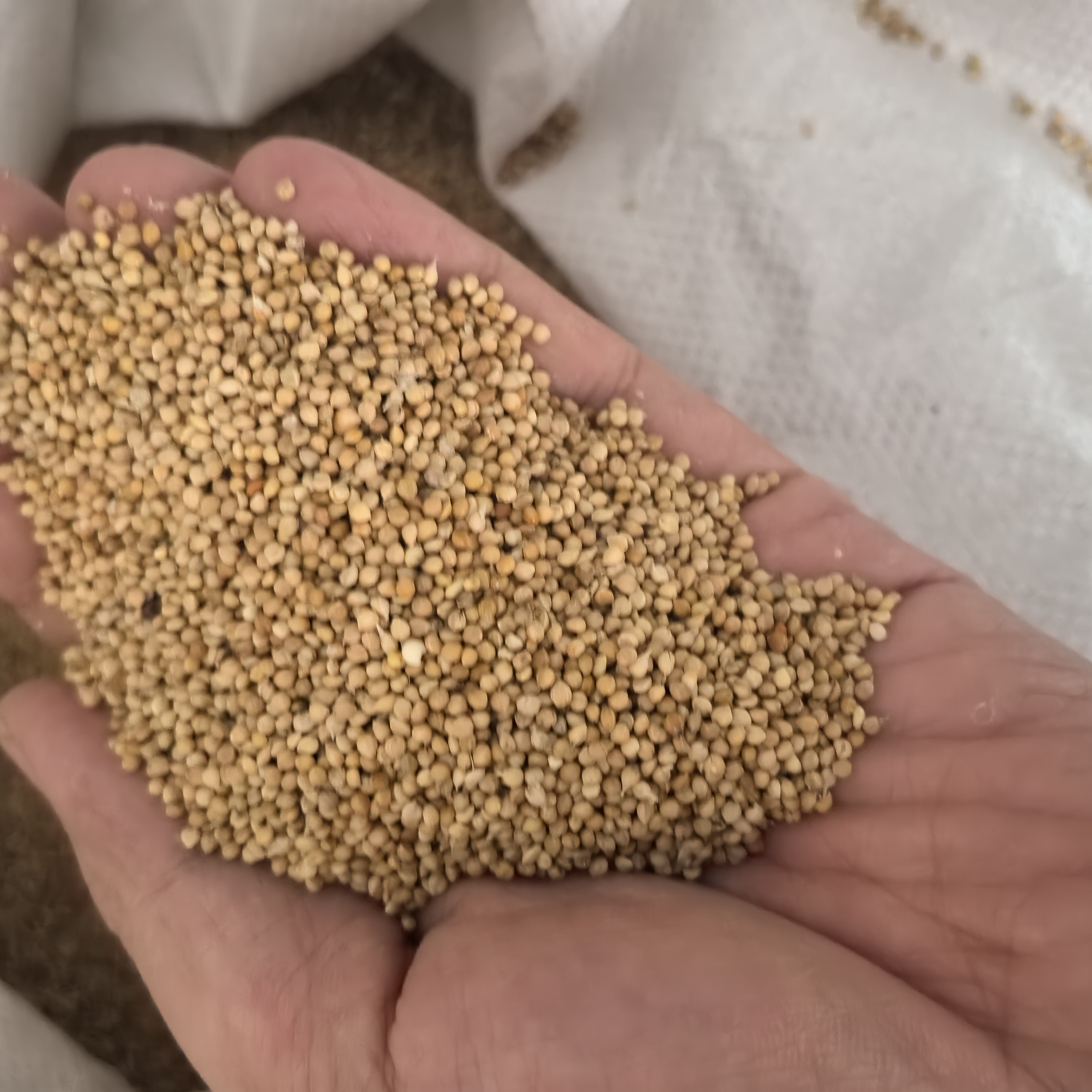 带壳黄谷子小米鹦鹉粮虎皮牡丹玄凤中小型鹦鹉文鸟通用鸟食