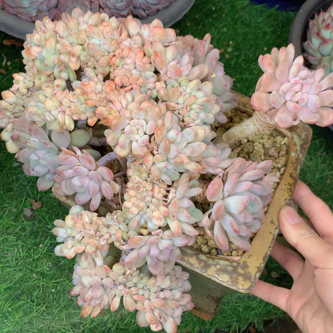 友家多肉一物一拍