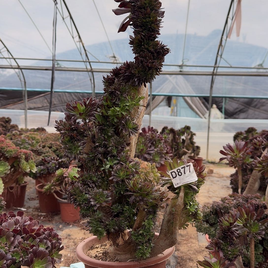 877黑法师有伤一颗50高度