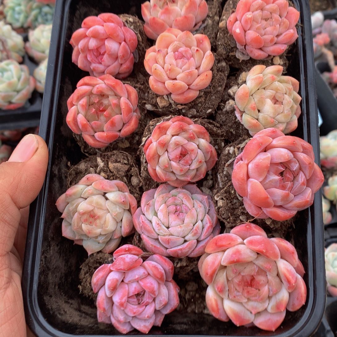 精控糖心组合一物一拍