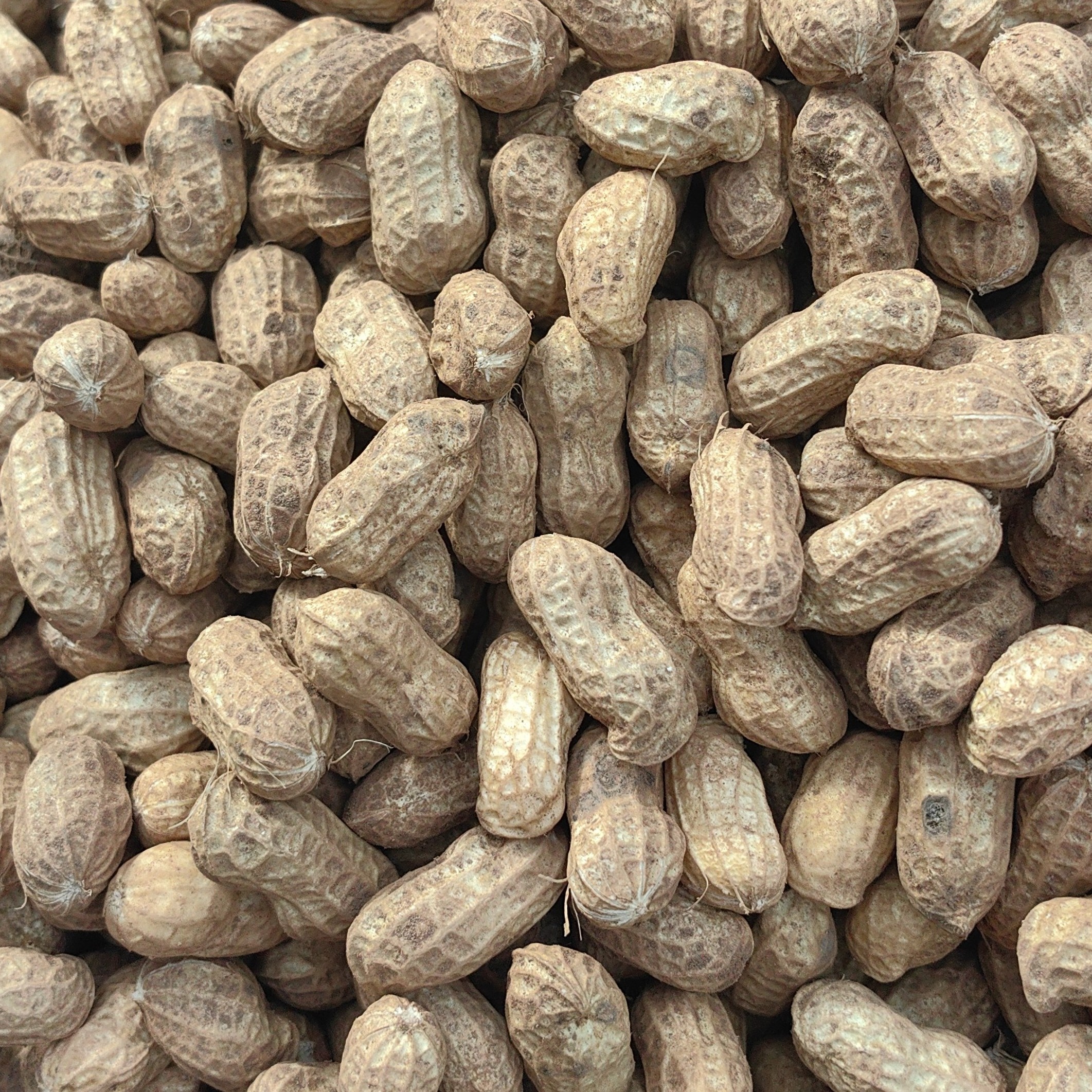 云南老品种本地新鲜红皮花生