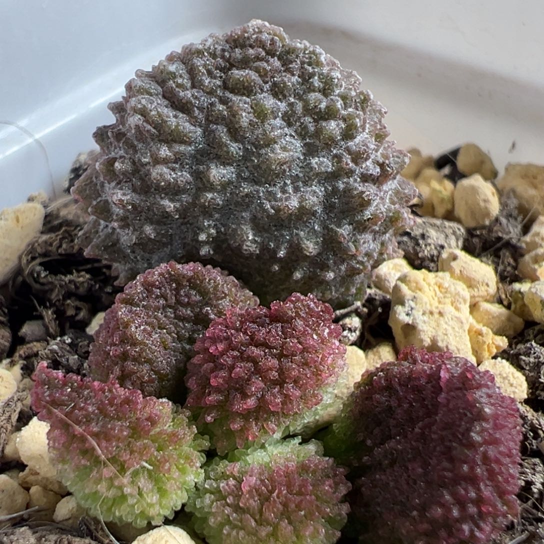 实生低叶苗大苗多肉植物水泡