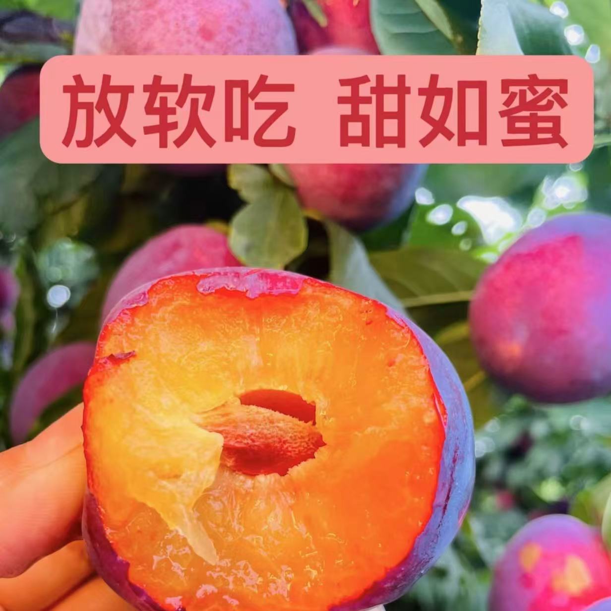 【顺丰快递.】四川大凉山恐龙蛋红宝石李子3/5斤装新鲜采摘孕妇水果