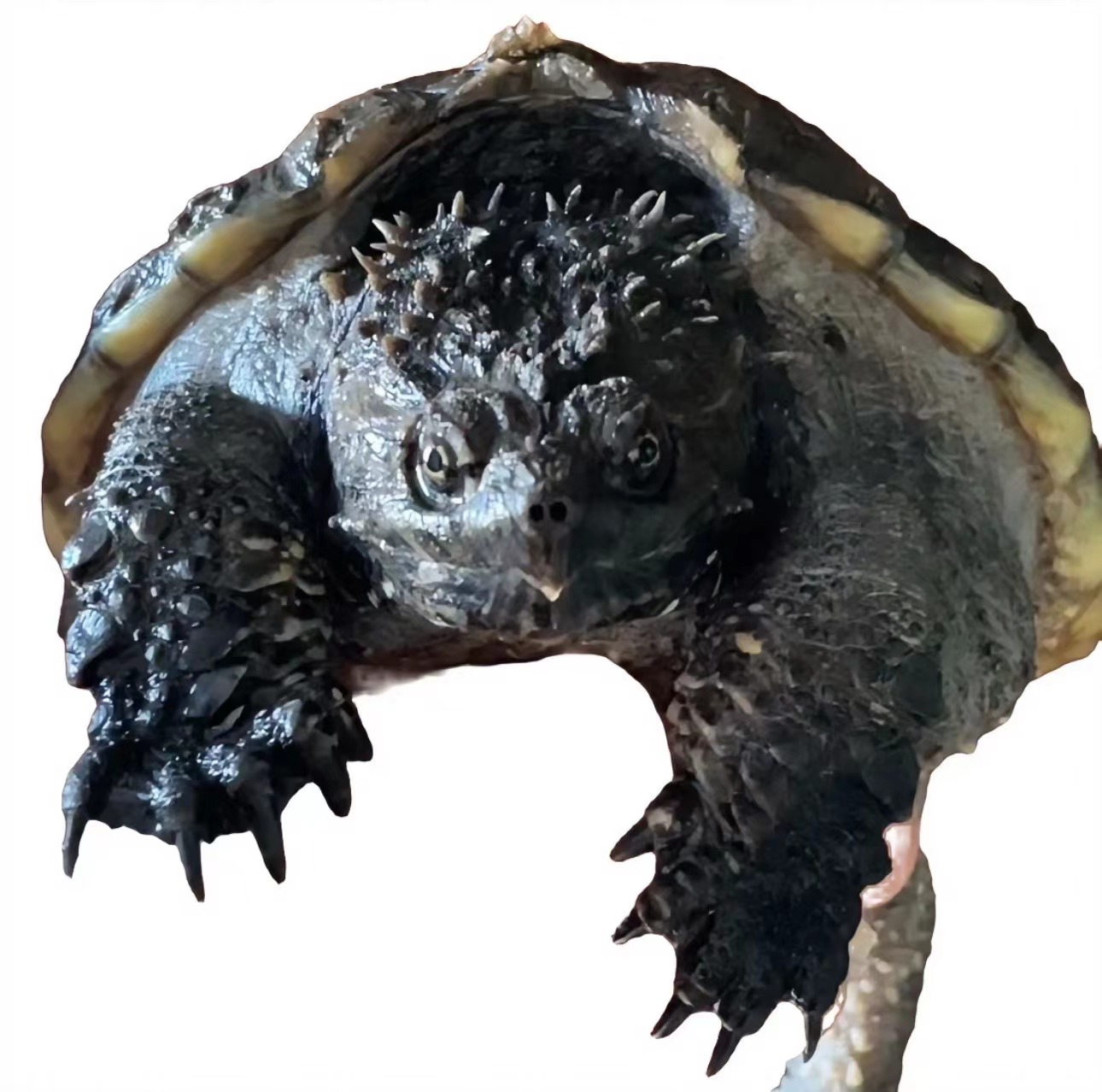 直播挑选人工养殖凶猛原种纯佛超爆刺龟苗活物水族观赏乌龟宠物