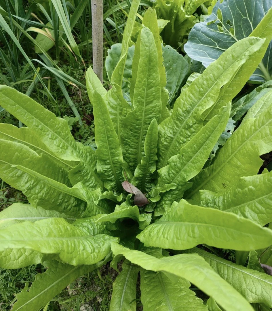 贵州高山高原农户自种老品种油麦菜
