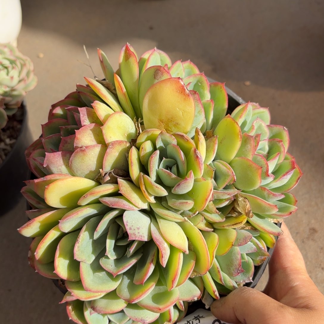 同温层多肉晨露208