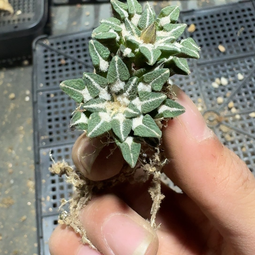 557号仙人球萝卜根了