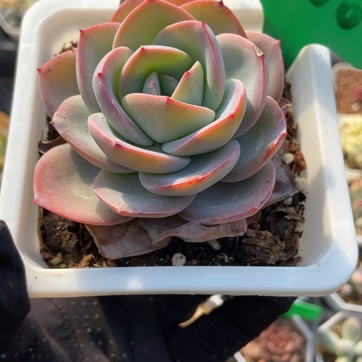 9000布鲁蓝多肉植物保护