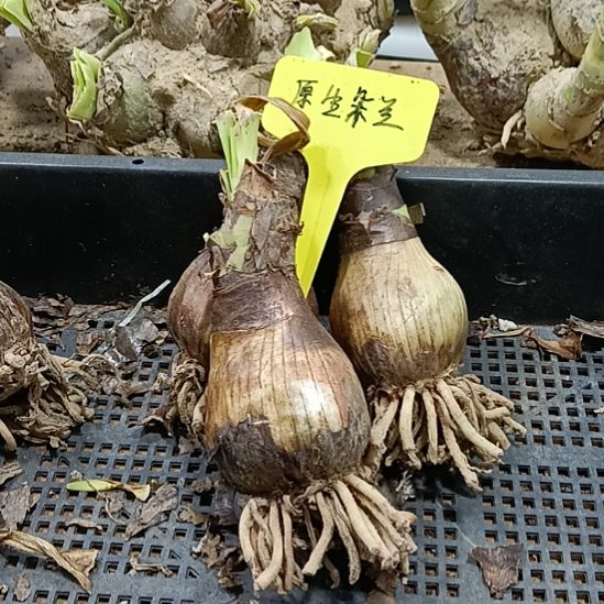 无花朵原生朵兰三个4+