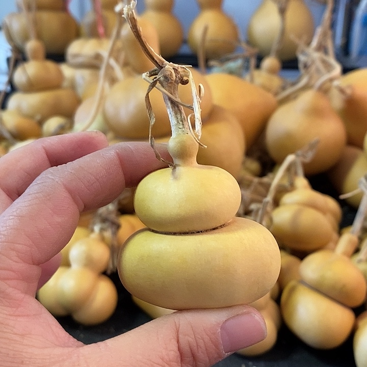 c**l葫芦的颜色是蓝色