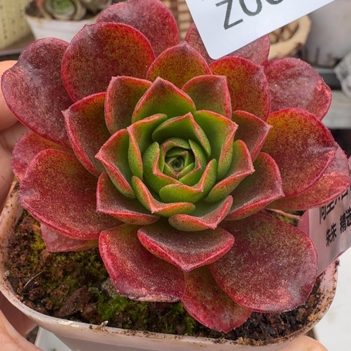 朱008。 问尘X各种。  腺体