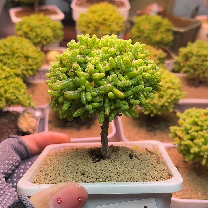 无花朵054金橘糖球