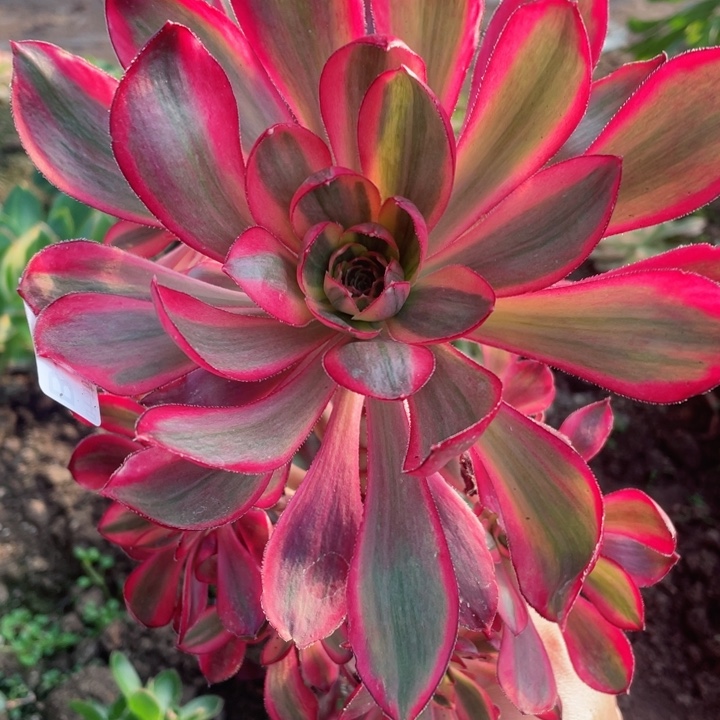 32烈焰有砍多肉12345678