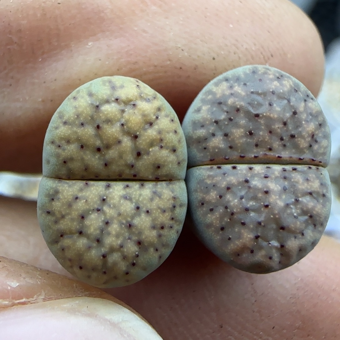 153 清框福利30包邮