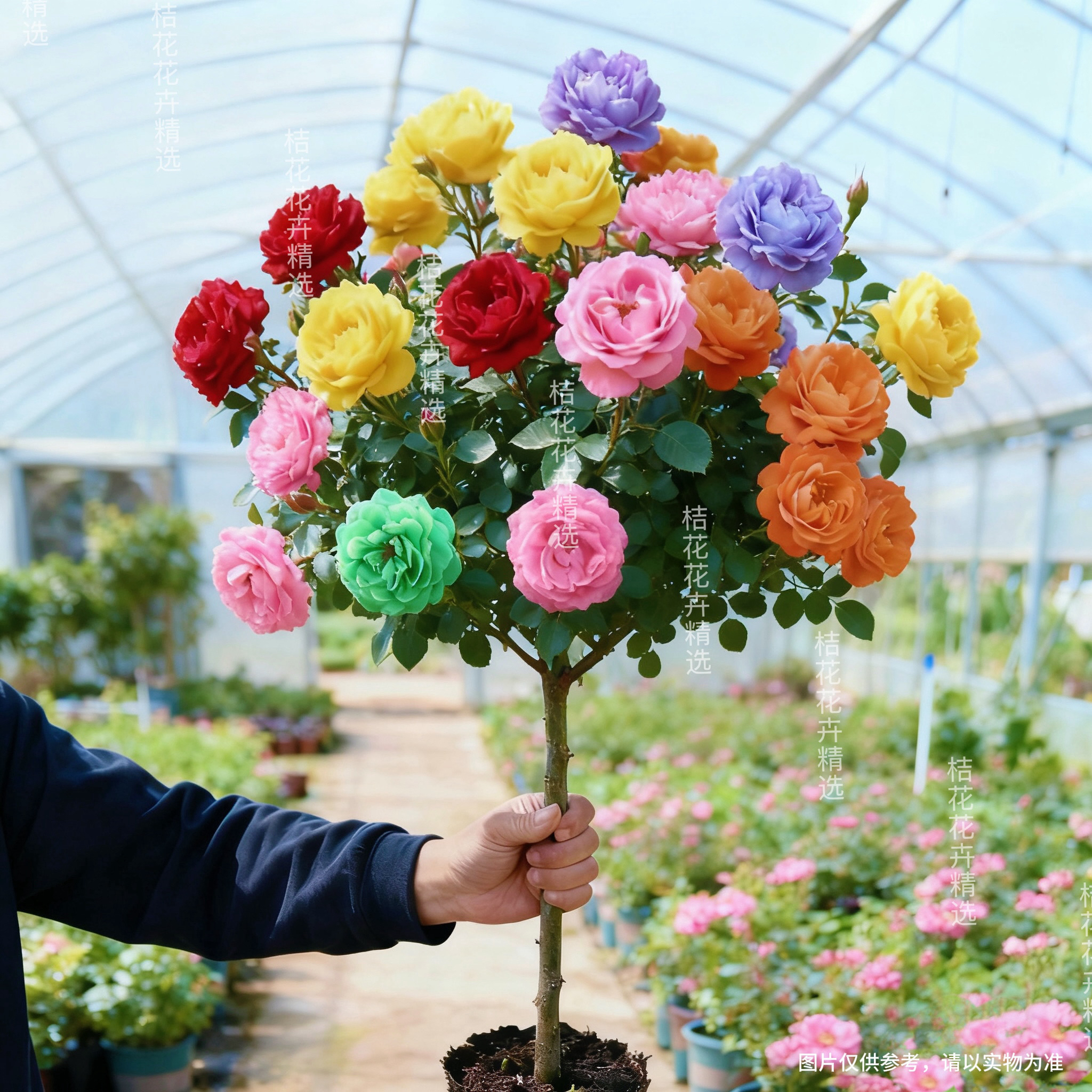 【买一送一】大花浓香树状月季耐寒耐热盆栽地栽好种好养